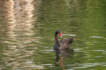 Fototapeta premium A graceful black swan with a red beak is swimming on a lake with dark green water. Cygnus atratus