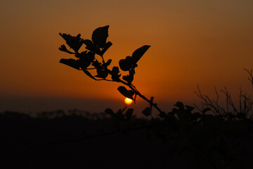 Fototapeta na wymiar Silhouette grass plant and sunset photo of round sun