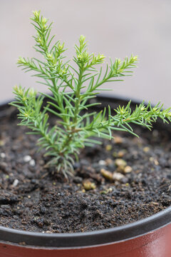 Vertical shot of a young sequoia tree that growing in the pot