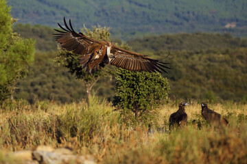 The griffon vulture (Gyps fulvus) flies to the feeding ground above the heads of two black vultures. The vulture goes into a flock of other vultures.