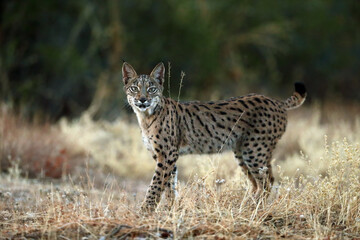 The Iberian lynx (Lynx pardinus), young lynx in yellow grass. Young Iberian lynx in the autumn landscape.