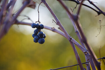 Grapes ready-to-pick in Autmn