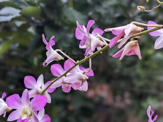 Closeup of a Dendrobium bihumus growing with green leaves