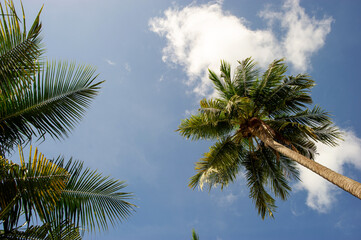 Fototapeta na wymiar The coconut trees and the sky have beautiful clouds.