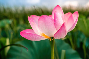 Sunrise in the field of lotuses, Pink lotus Nelumbo nucifera sways in the wind. Against the background of their green leaves. Lotus field on the lake in natural environment.