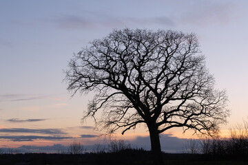 Fototapeta na wymiar Baum Silhouette ohne Blätter mit Abendhimmel