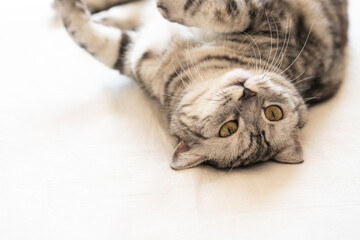 cat on the table