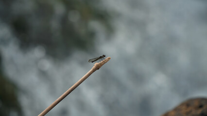 Selected focus of black dragonfly perched on the tree branch with blur river background