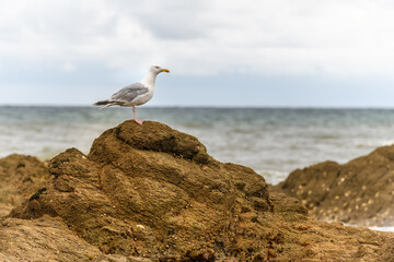 Gull on a rock by the Atlantic Ocean.
