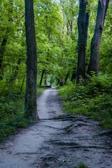 Pathway at a beautiful green park with tall trees