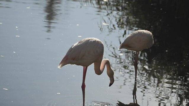 flock of Pink flamingos at sunrise rays in pink wild lake at national park. 4K high quality super slow motion video filmed on high speed camera Nikon z9 