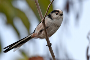 Schwanzmeise // Long-tailed tit (Aegithalos caudatus europaeus)
