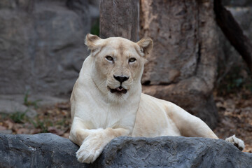 Close up Lioness relaxing on the rock