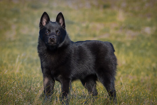 Black Puppy