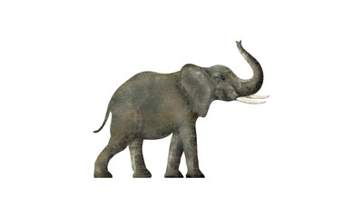 green elephant illustration