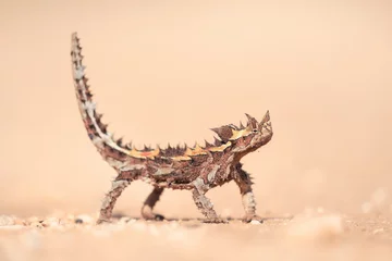 Fotobehang Wild thorny devil (Moloch horridus) isolated on a sand substrate with blurred background  © Kris