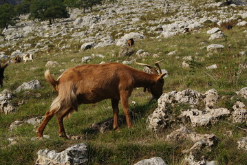 cabra