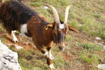Cabra