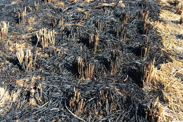 稲刈り後の焼畑　焼け焦げた稲の茎