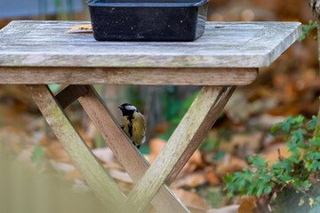 bird on a feeder