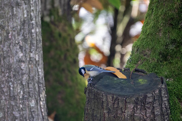 black coal tit bird on a tree