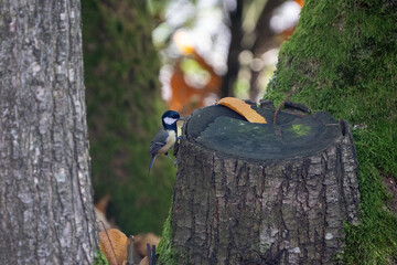 black coal tit bird on a tree