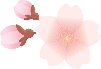 Fototapeta premium 桜の花と蕾のイラスト