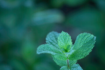 Mint background with negative space to left