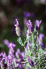 Purple lavender blooms background