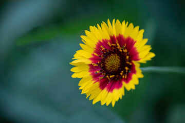 Single Blanket flower with bokeh
