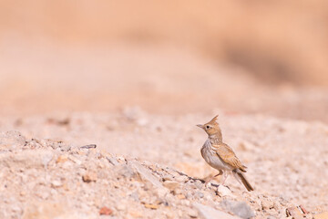 Crested Lark - Tataouine region - Southern Tunisia