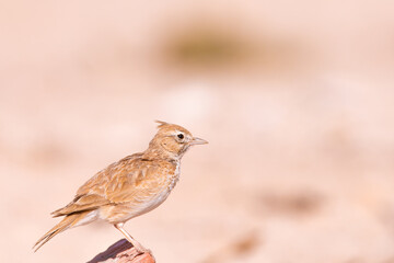 Crested Lark - Tataouine region - Southern Tunisia