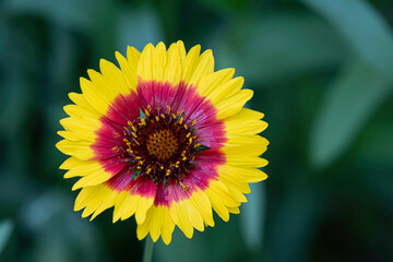 Single blanket flower