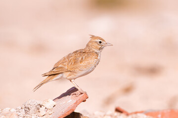 Crested Lark - Tataouine region - Southern Tunisia