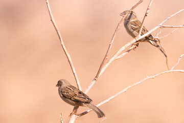 Sparrow - Tataouine region - Southern Tunisia