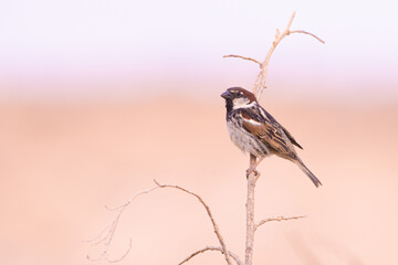 Sparrow - Tataouine region - Southern Tunisia