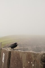 Vertical closeup of a crow perched on a stone wall on a foggy day