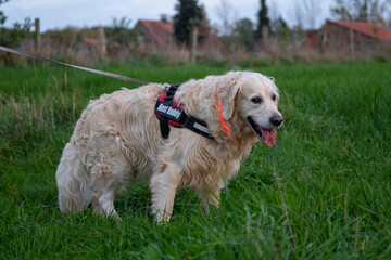 golden retriever portrait at night with a led light. visability for a dog. happy dog walk
