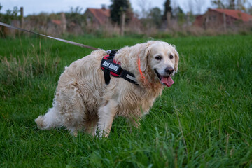 golden retriever portrait at night with a led light. visability for a dog. happy dog walk