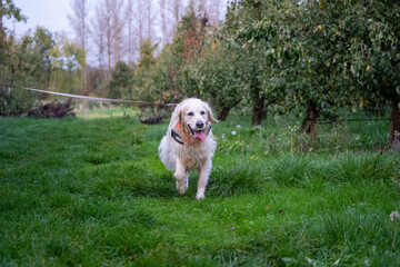 golden retriever portrait at night with a led light. visability for a dog. happy dog walk