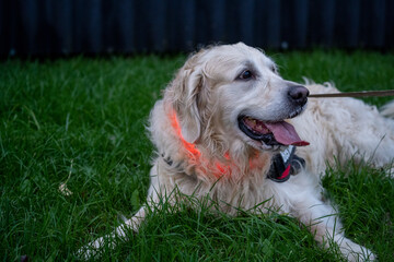 golden retriever portrait at night with a led light. visability for a dog. happy dog walk