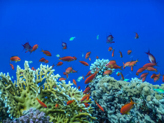 Naklejka na ściany i meble amazing deep blue water with colorful fishes over corals while diving in egypt detail