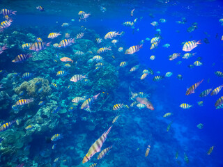 Plakat huge school of indopazific sergeant fishs at the coral reef in egypt