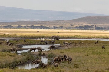Fototapeta na wymiar Herd of antelopes resting by watering hole, Maasai Mara National Reserve, Kenya