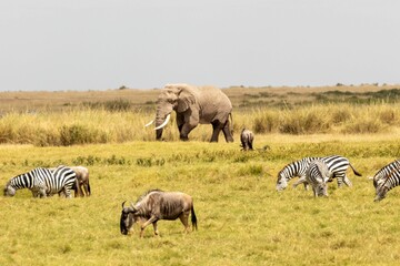 Fototapeta na wymiar Elephant, antelope, and group of zebras in Maasai Mara National Reserve, Kenya