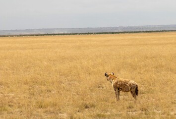 Naklejka na ściany i meble Lonely spotted hyena resting outdoors in Maasai Mara National Reserve, Kenya