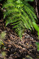 A ponga fern frond points downward in front of the ground in the shadows of the bushy undergrowth