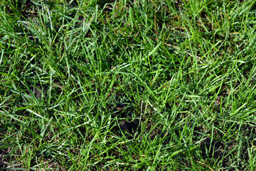 Bright earlier, bright morning, fresh spring grass with small thin leaves came out of the ground.  Green grassy background, unusually covered soil, soil, ground.