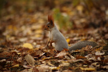 cute squirrel sitting in grass and yellow leaves in autumn park