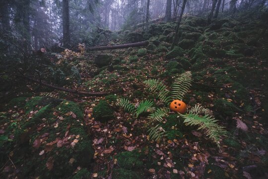 Pumpkin hiding  in the forest